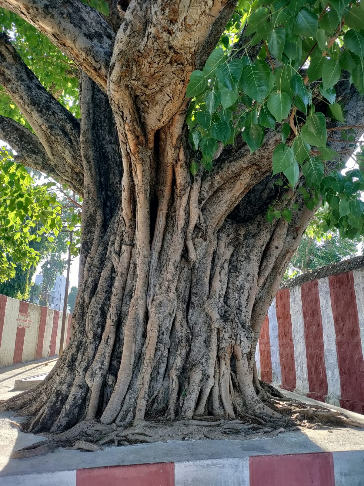 600 year old sacred tree on the Kaveri bank
