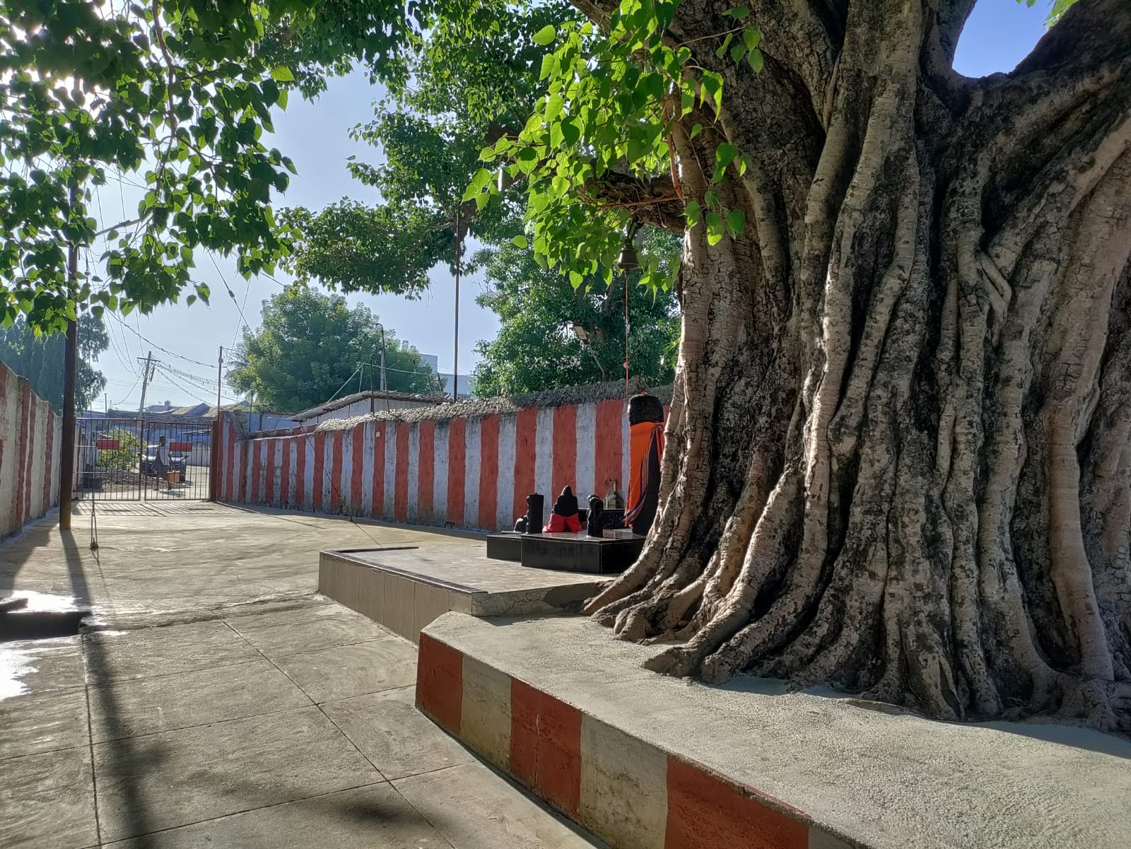 600-Year Sacred Tree
